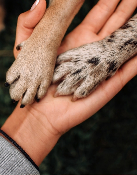 Two paws in a hand
