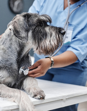 A dog having a physical consultation at the vets