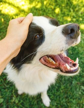 PEIA Dog Being Stroked