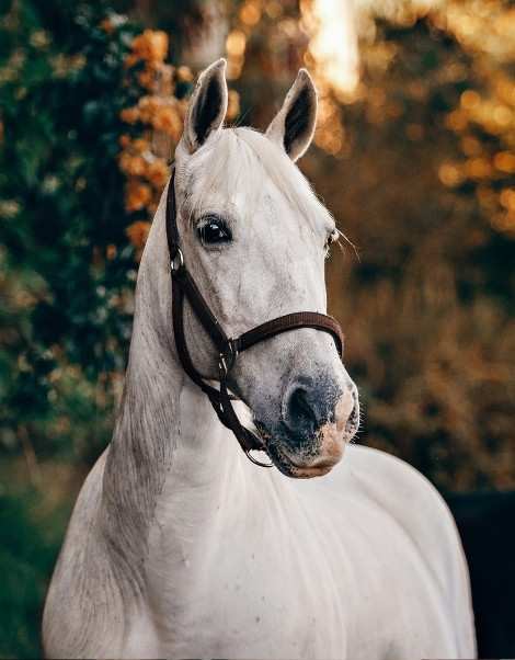 A white horse outside